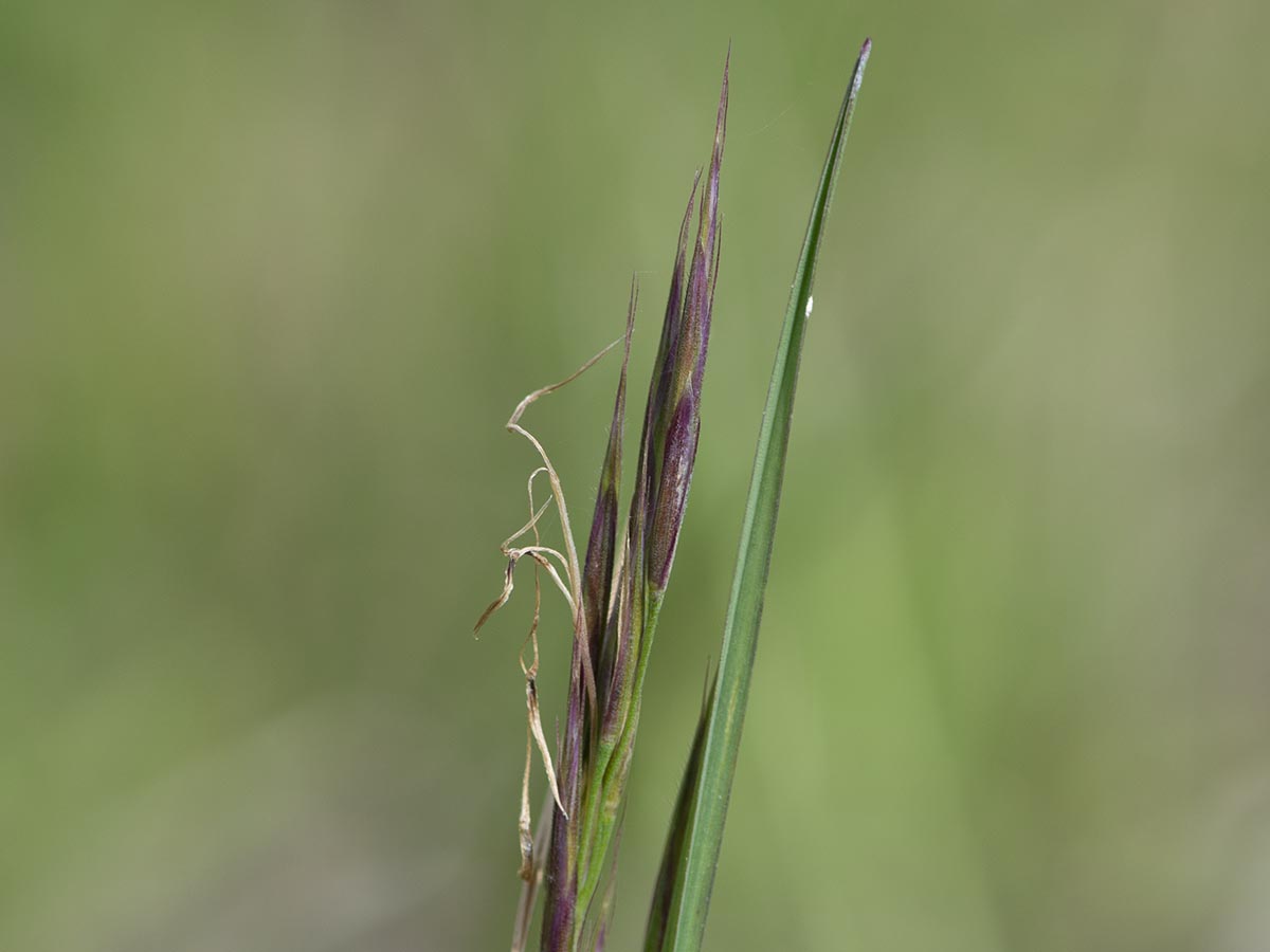 schlanker Ährenstand